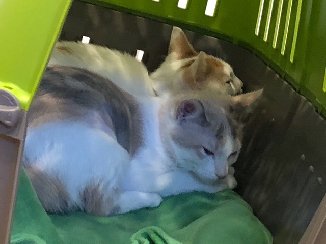 They did eventually doze off -- a good sign