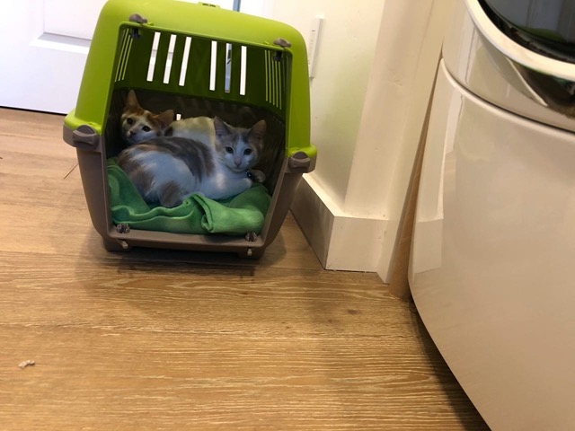 Watching me from the depths of the carrier