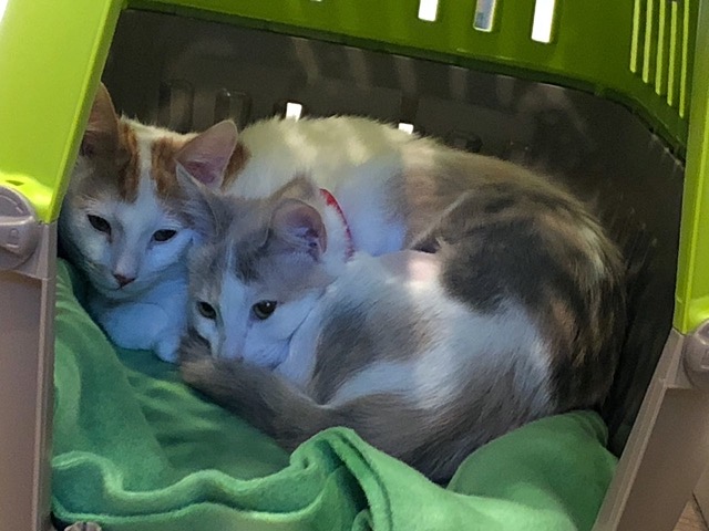 Curled up together.  Still too scared to come out to eat, drink, or go to the bathroom