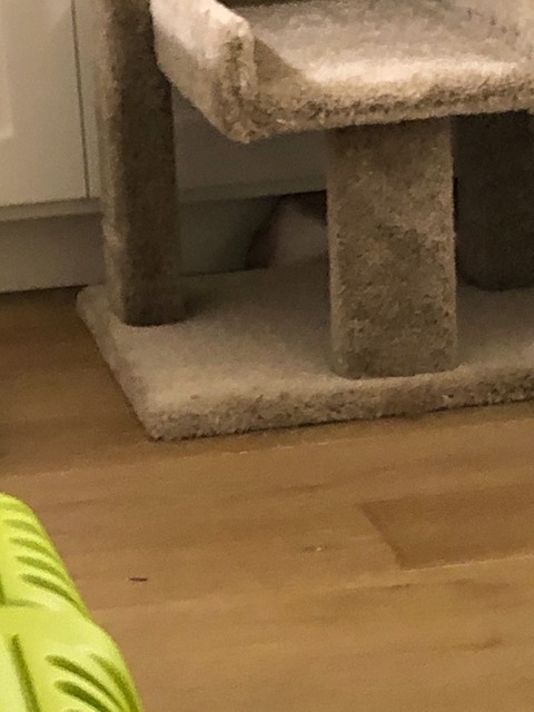 I returned to find the female out of the carrier (!) and behind the cat tree