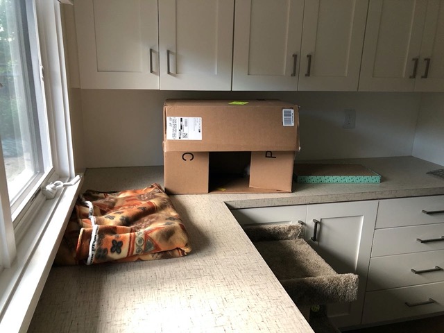 The next morning, Day 1, they had moved to the cardboard box!