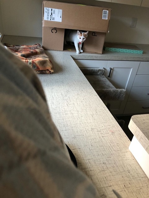 I settled in with a book.  After 20 minutes, he ventured out!