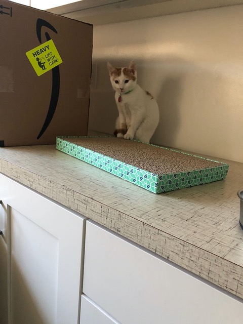 An hour later, he was on the counter next to the scratch pad