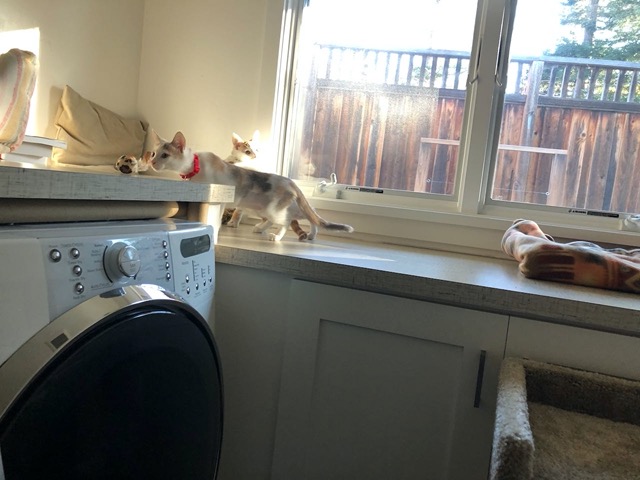 I put a toy on the counter.  They investigated it.