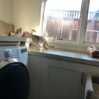 IMG_6632.jpeg