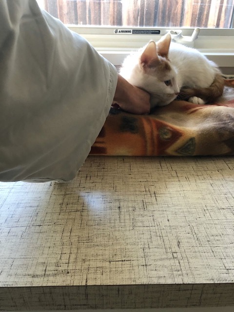He actally put his head on my hand.  Great progress.