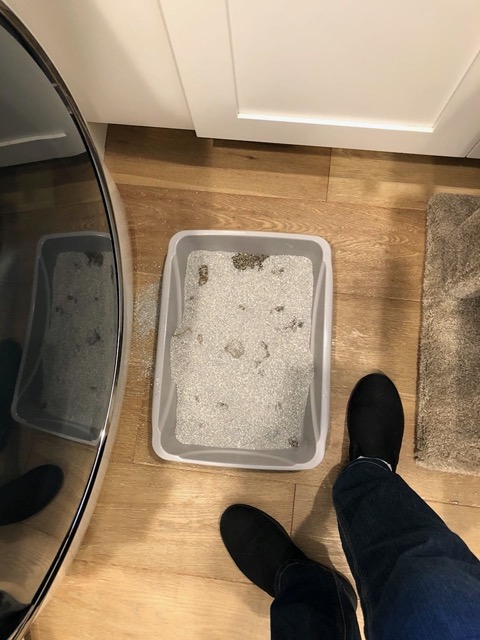 Midmorning.  Evidence that they'd used the litter box!