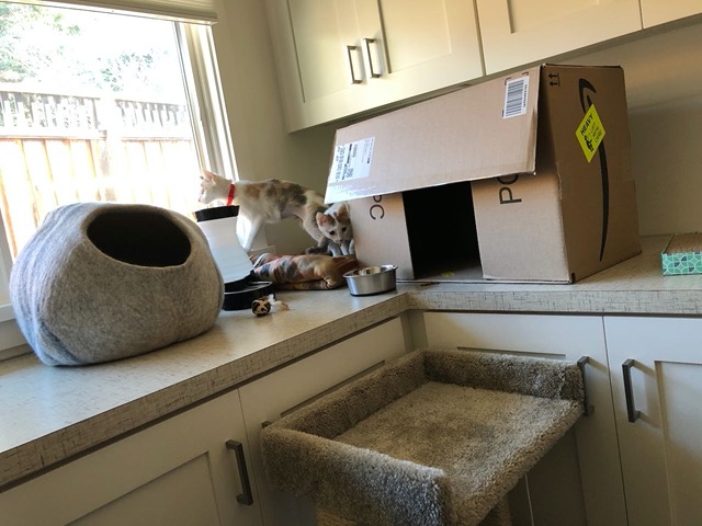 Male coming out from behind the box