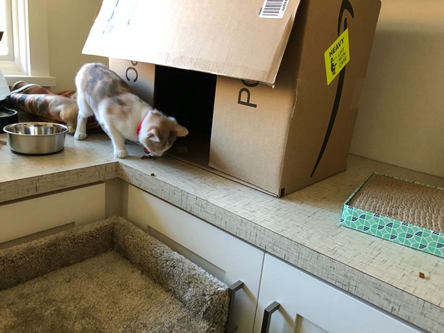 The female finding the kibbles