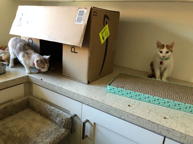 Glad to get them to eat a little something.