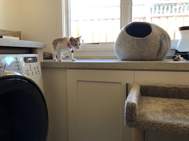 Female on the counter