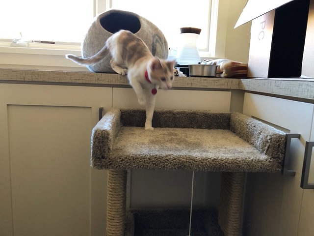 Getting used to going up and down the cat tree