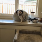 IMG_6658.jpeg
