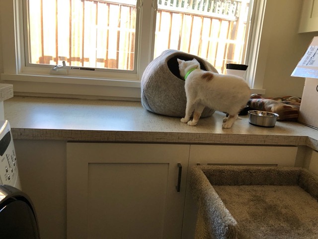 Male discovers it too