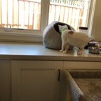IMG_6669.jpeg