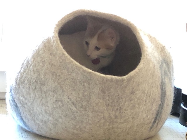 The male inside the felt nest.  Much more cozy than a box.