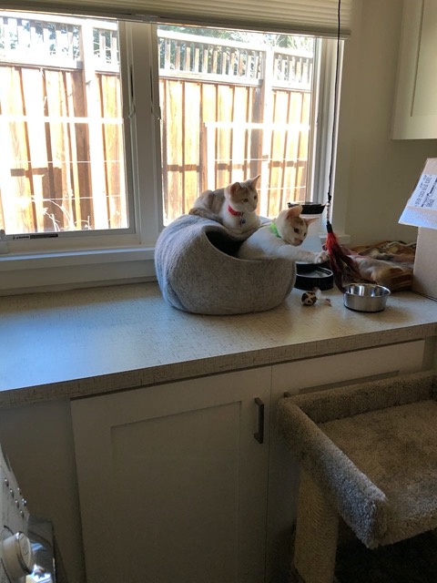 Multiple times!  He's relaxed enough to attend to a toy and interact with it