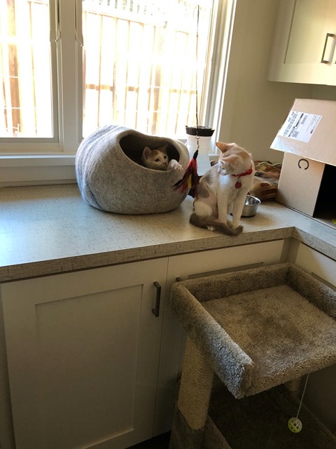 Paw swipe from inside the nest