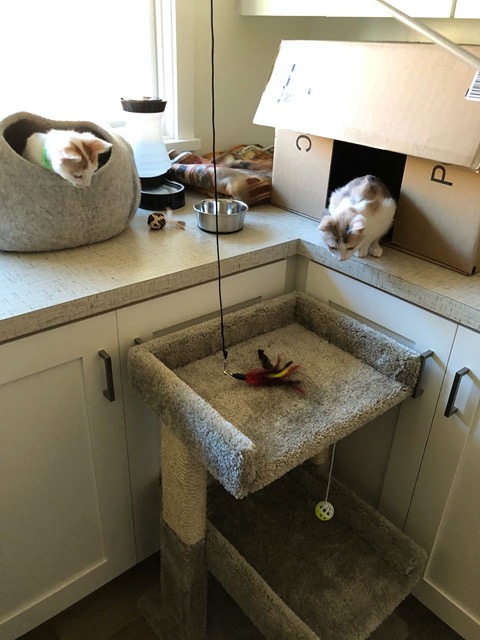 Attending to the toy down on the cat tree