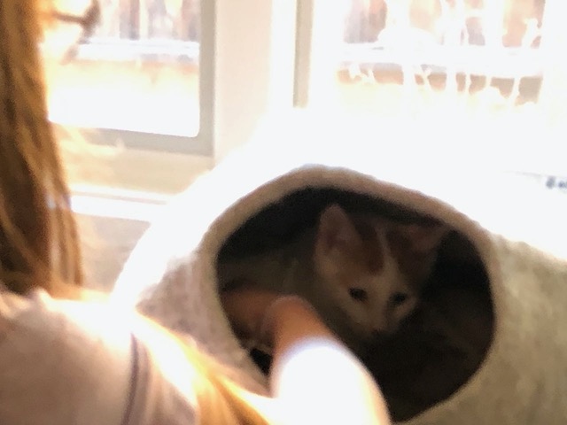 After a while, she was able to pet the male!