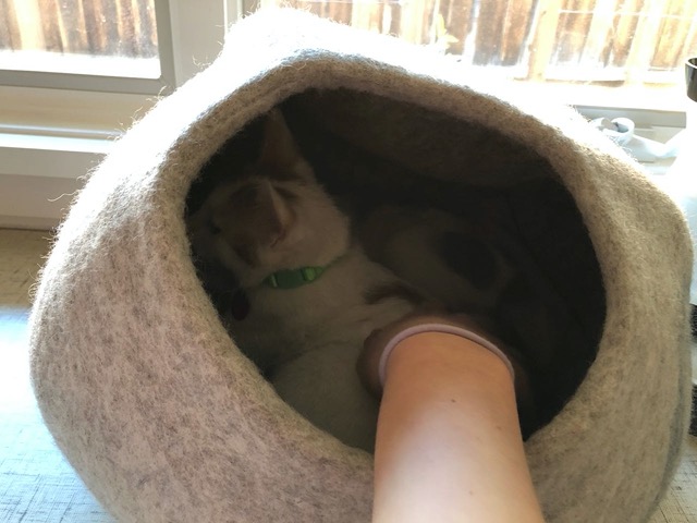 Ellie petting the male, great progress! (he is allowing petting while technically 'cornered', a great sign)