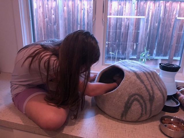 Ellie, very patient, sitting and petting the kitties