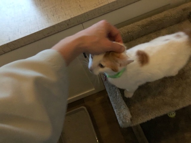 The next morning, Day 2, I am able to pet the male's head