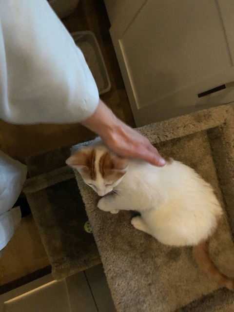 He even leans into my hand!