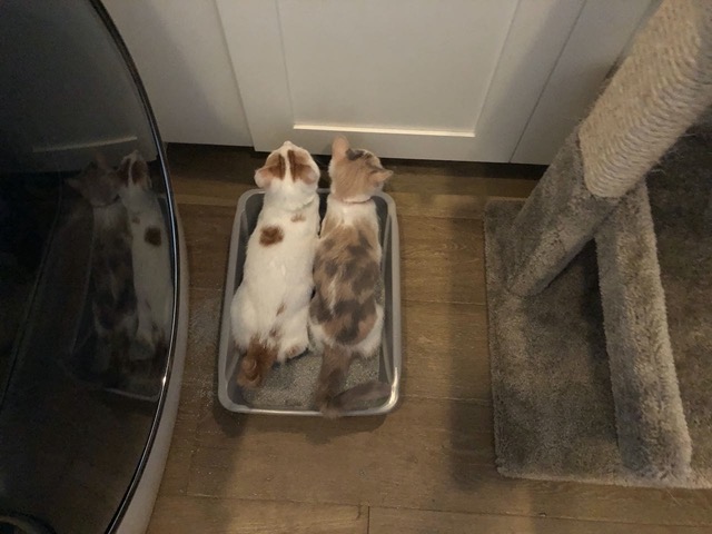 Both.  At the same time.  In the same position.