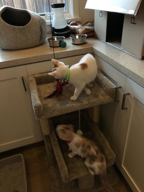 They're ready to be a little more adventuresome with the lure toy now