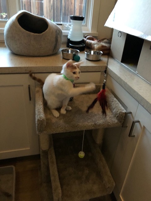 Batting at the toy outside the nest!