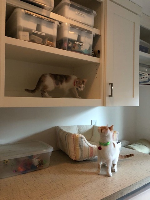 Exploring one of the shelves