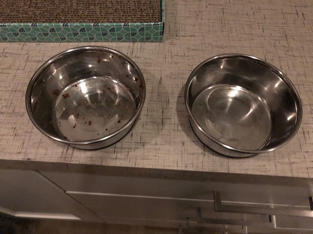 By the evening both bowls are empty.  Great progress.