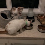 IMG_6746.jpeg