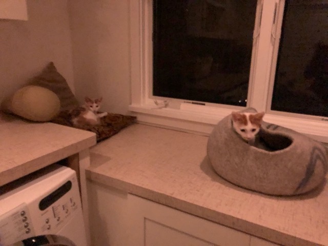 The female hanging out on our reading pillow