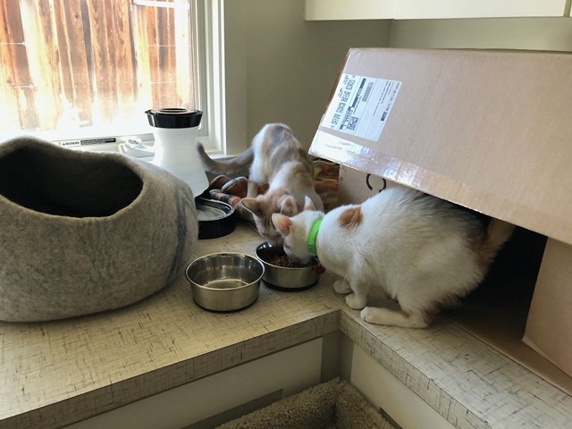 Day 3: Both kittens eating the nest morning!