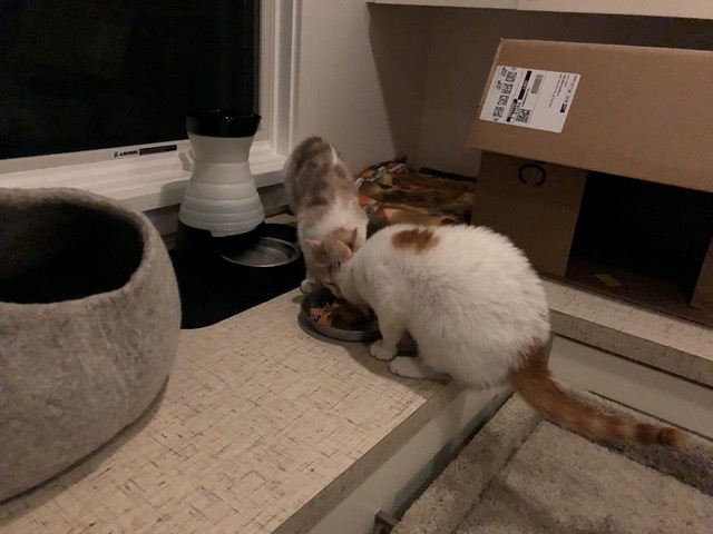 Both kitties eating out of the new, lower (quieter) bowls.  A great sign.