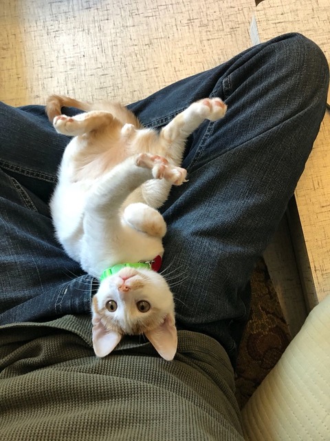 Day 4: Big breakthrough: the male kitten relaxing in Mike's lap!