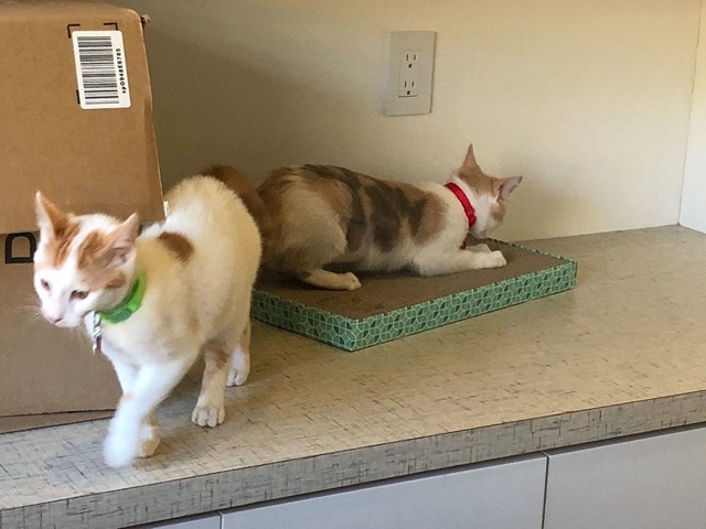 The female using the scratching pad