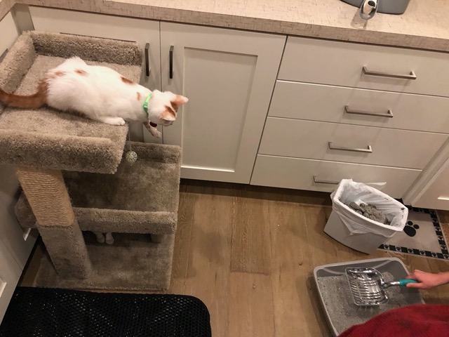 Watching us scoop the litter box