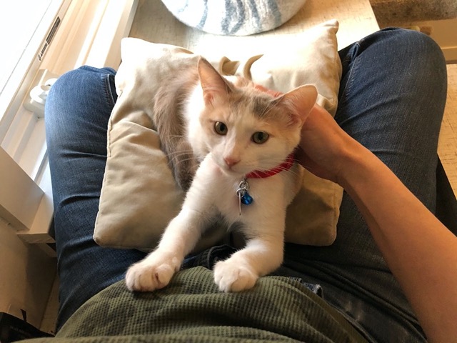 Day 6: the female curls up in my lap and kneads my tummy, omg the cuteness
