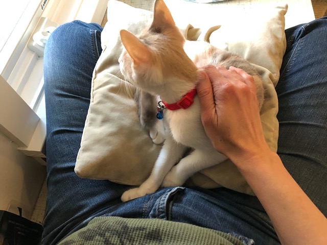 I can pet her while she watches something interesting outside