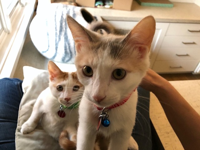 The male joins her on the pillow, and she gets in close to check out my face!