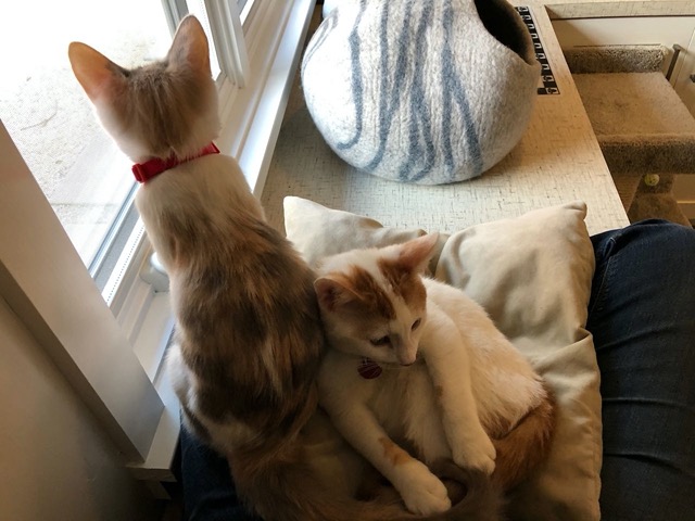 Male is totally relaxed on pillow, female watching out the window with her back to me