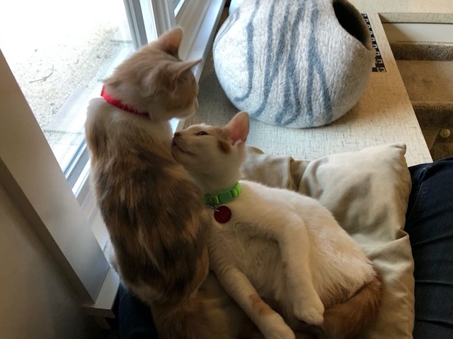 Both kitties on my lap