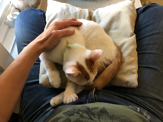 The male curled up on my lap, falling asleep