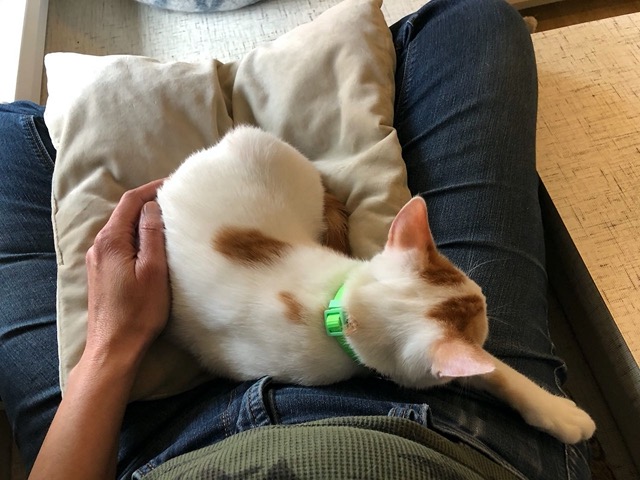 Asleep on my lap, totally relaxed and trusting.  Wow.