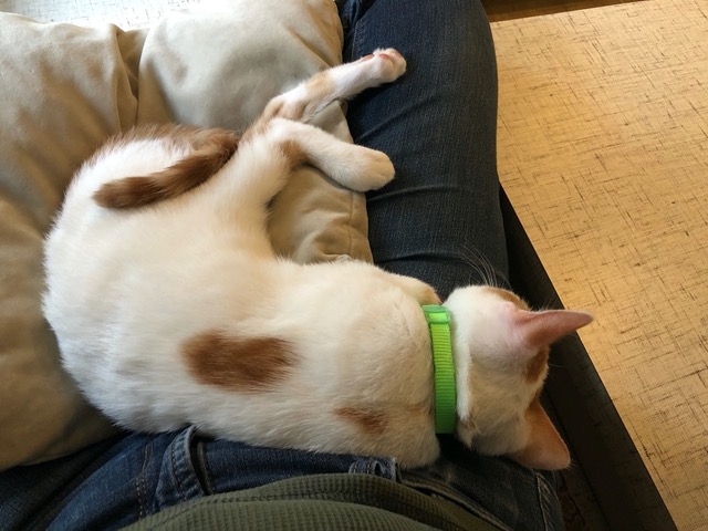 Out cold.  Relaxed, trusting, and confident.