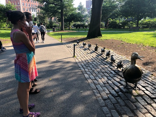 Statue of Make Way for Ducklings, famous kids' book set in the Common