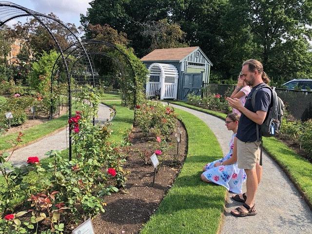 The rose garden